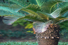 Cycas revoluta